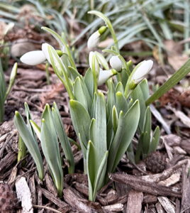 Snowdrops