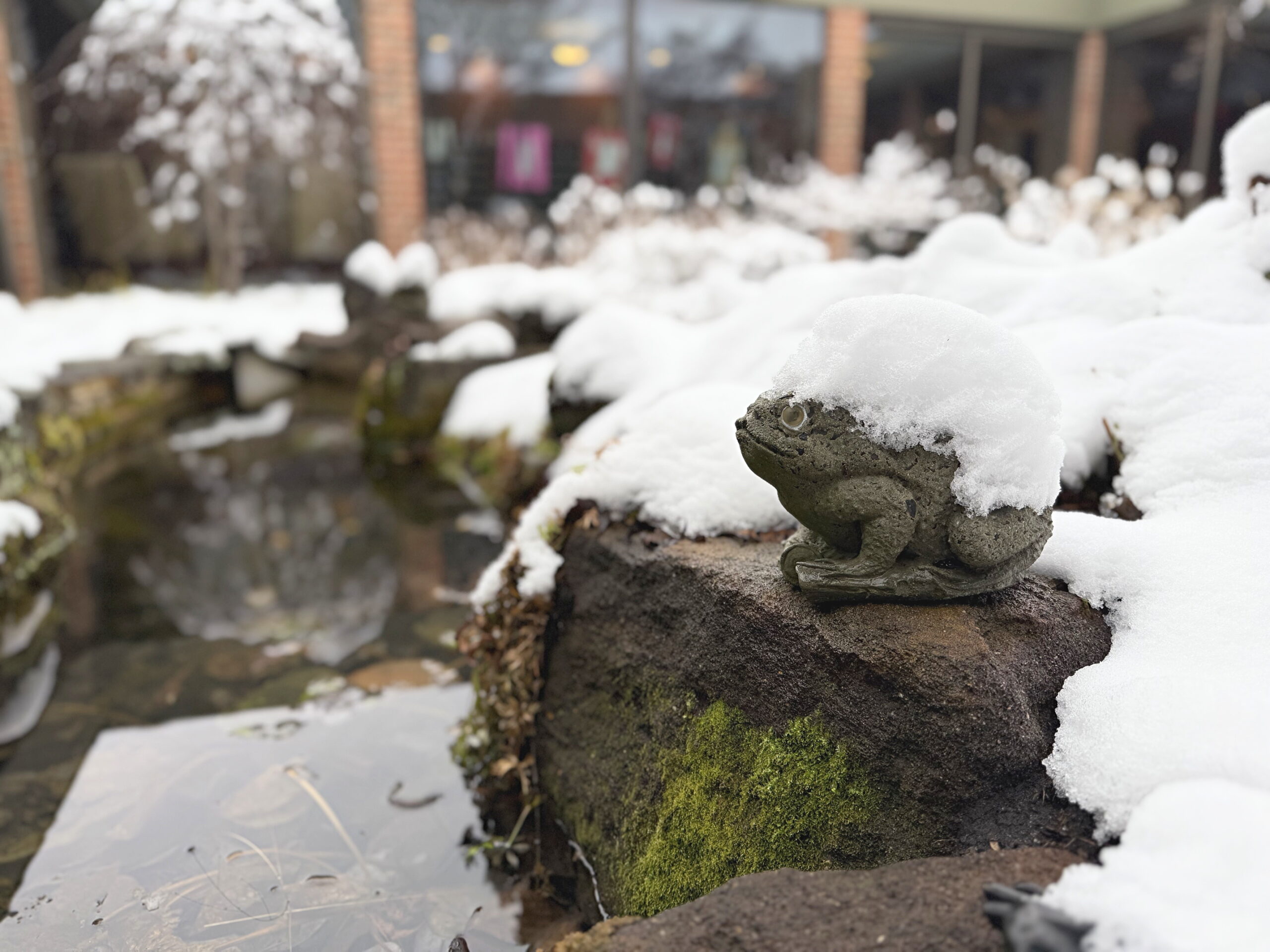 Stone Frog in snow