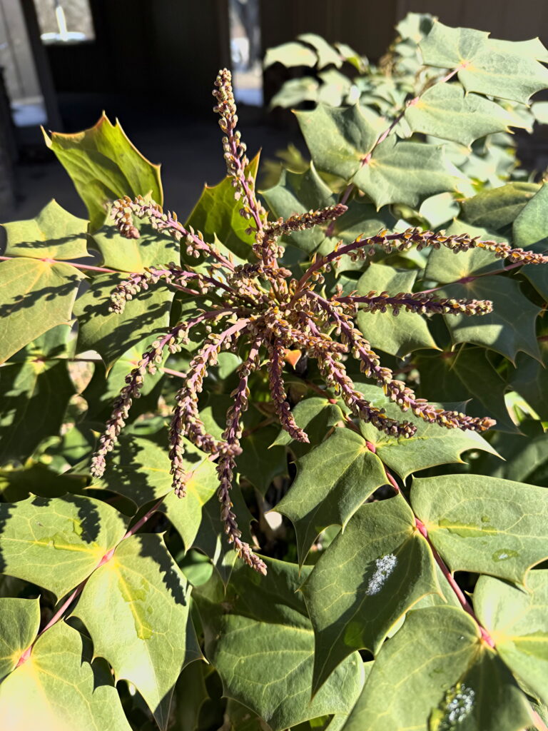 Leatherleaf Mahonia