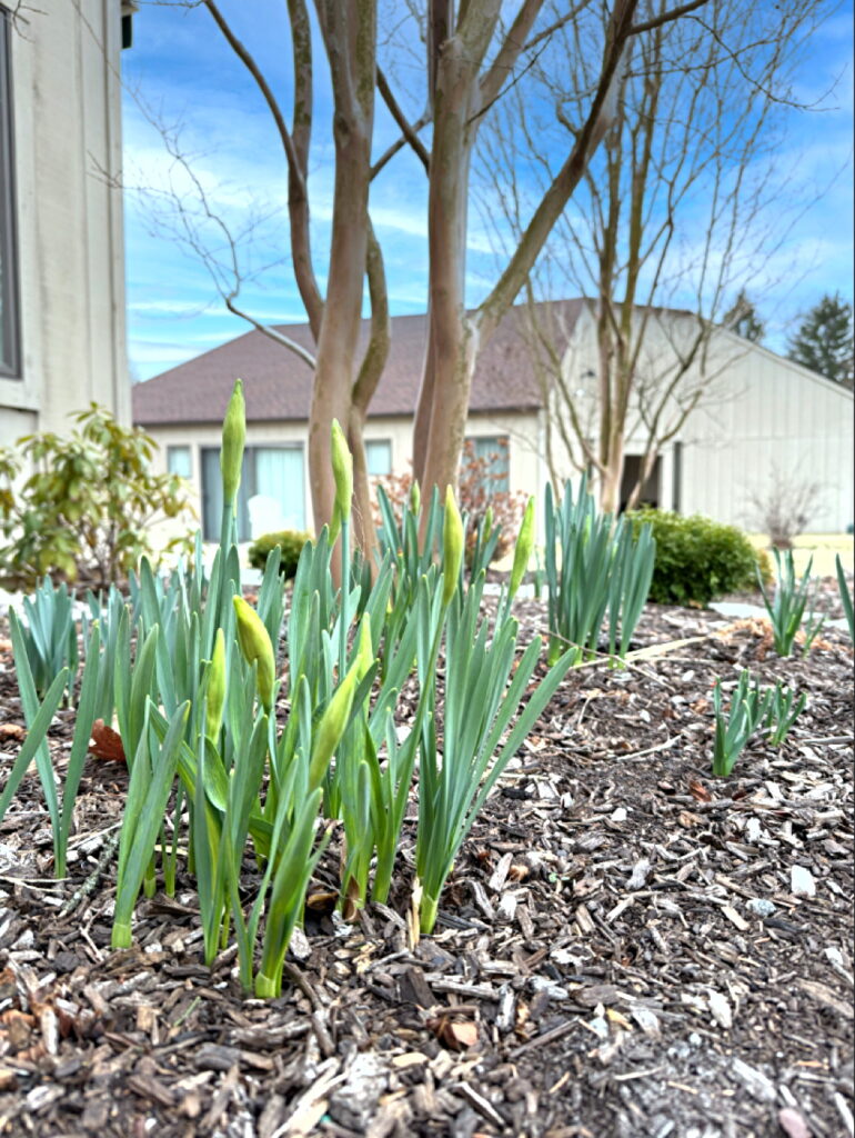 Daffodils