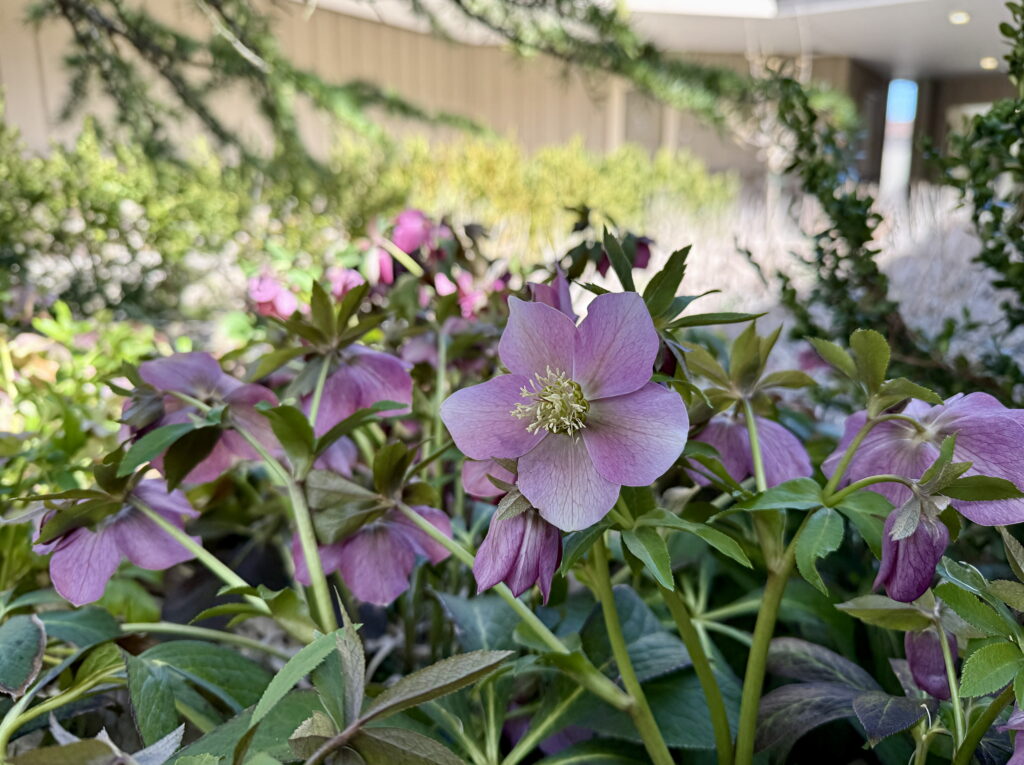 Hellebore