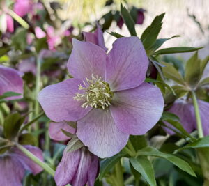 Hellebore