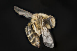 Unequal Cellophane Bee, from USGS Bee Lab
