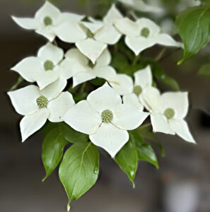 Dogwood