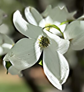 Flowering Dogwood