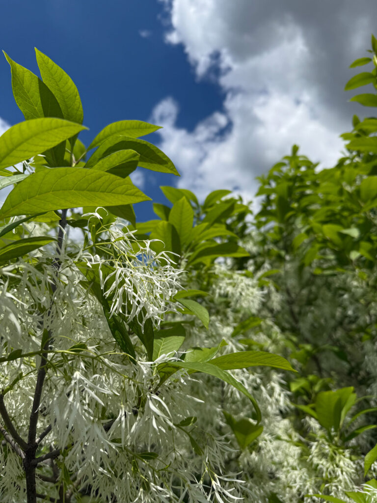 Fringe Tree