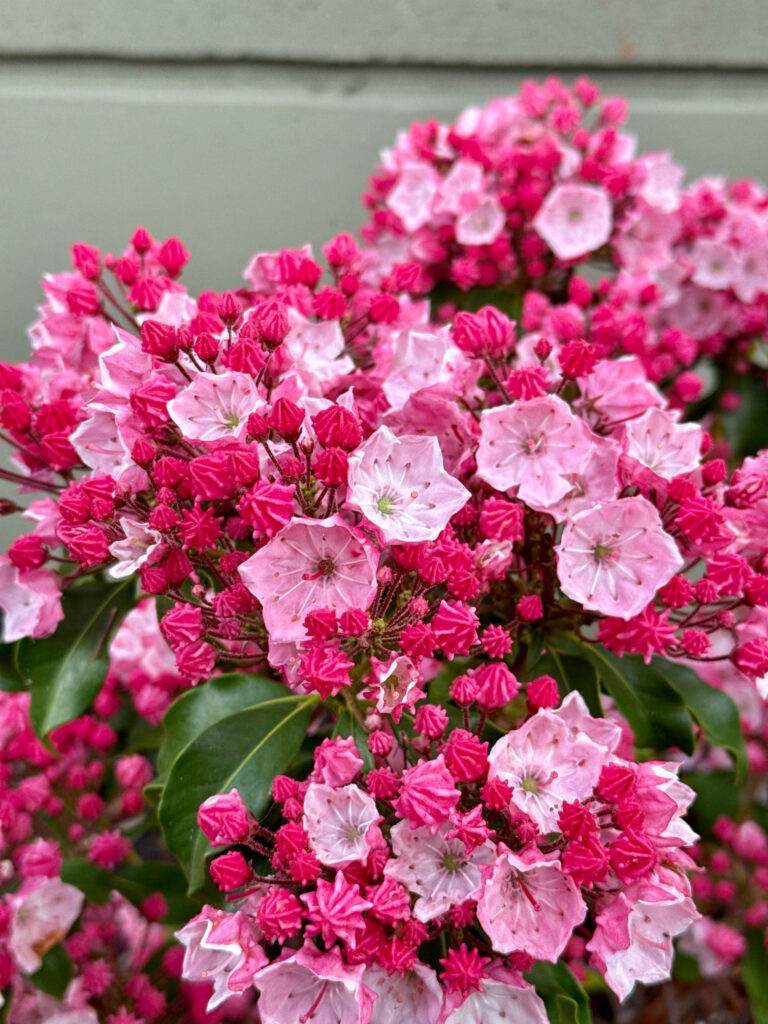 Mountain Laurel