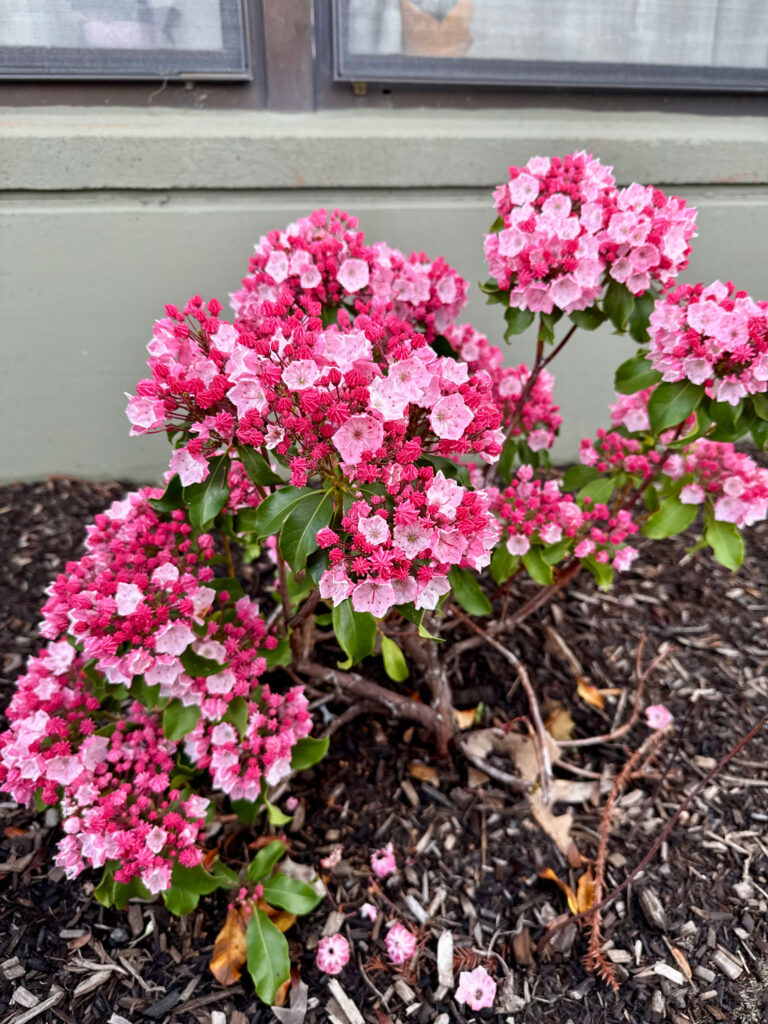 Mountain Laurel
