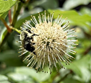 Buttonbush