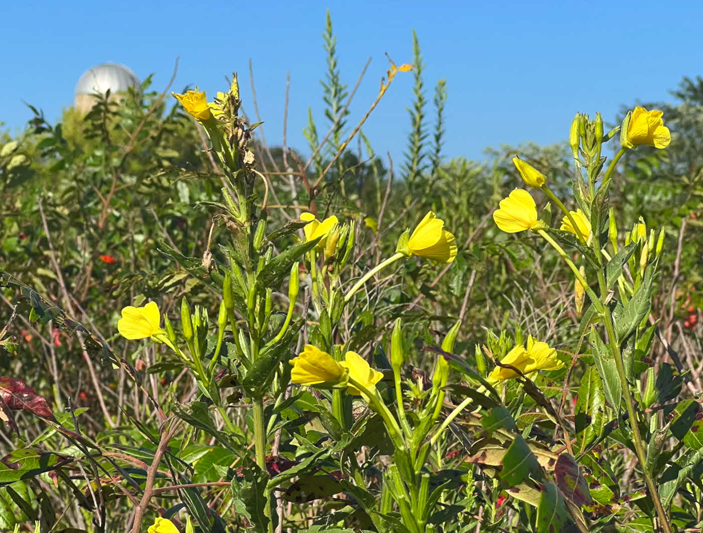 Early morning walk on Medford Campus