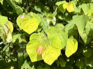 Redbud Leaves