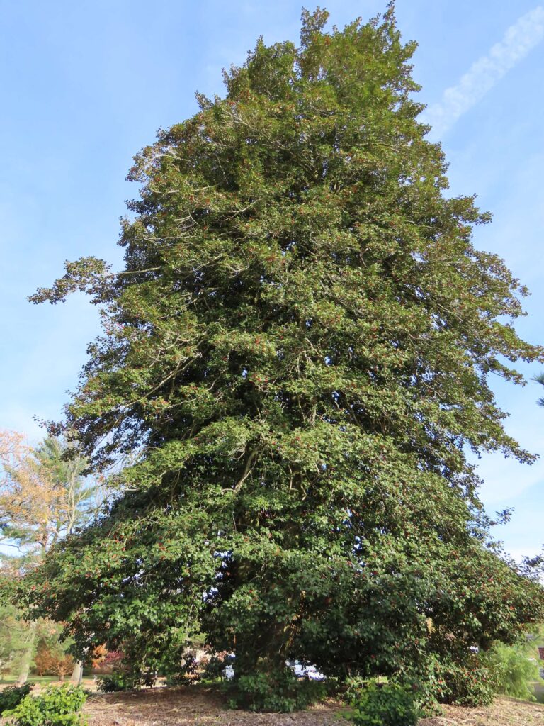 American Holly at entrance to Community Building parking lot at Medford Leas