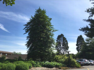 American Holly at entrance to Community Building parking lot at Medford Leas