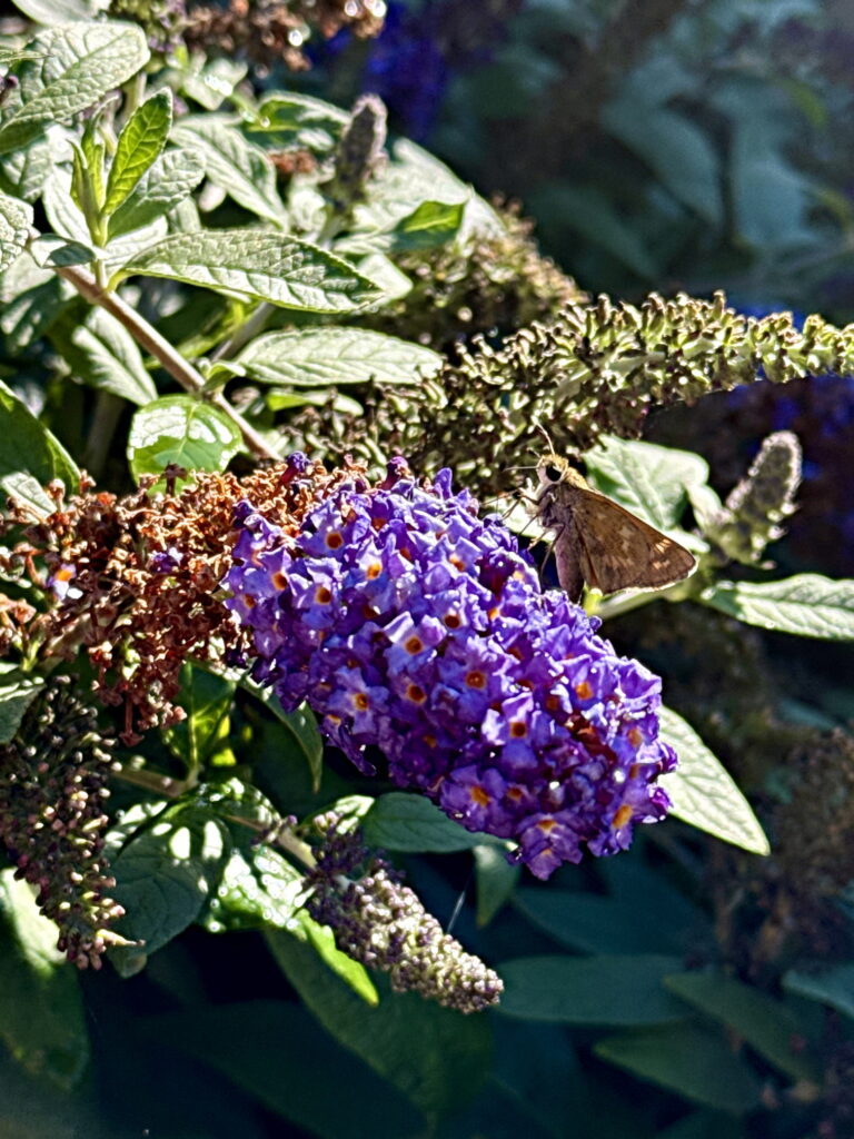 Butterfly Bush