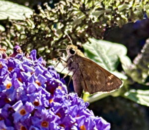 Butterfly Bush with Sachem