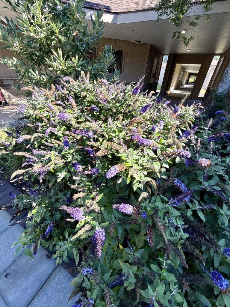 Butterfly Bush