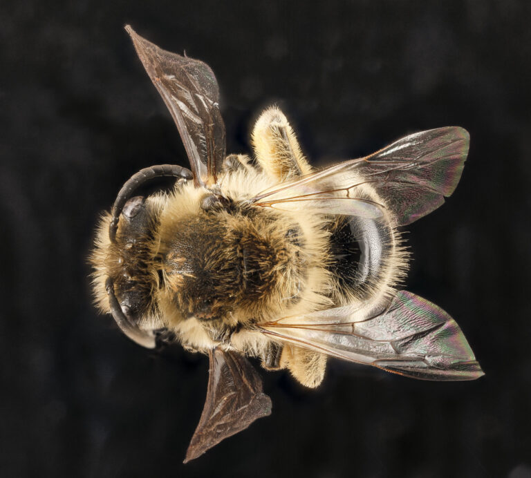 Unequal Cellophane Bee, from USGS Bee Lab