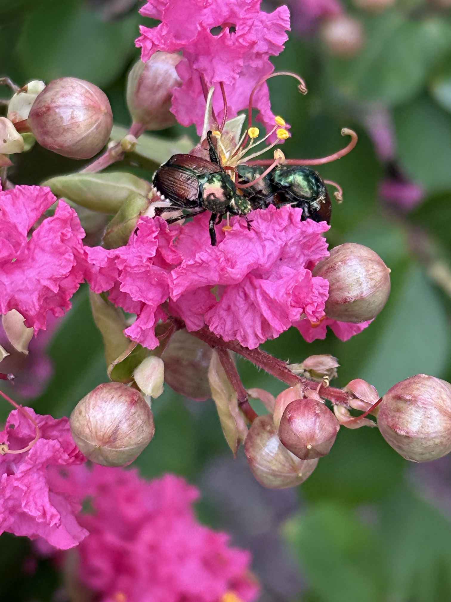 Crape Myrtle