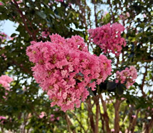 Crape Myrtle