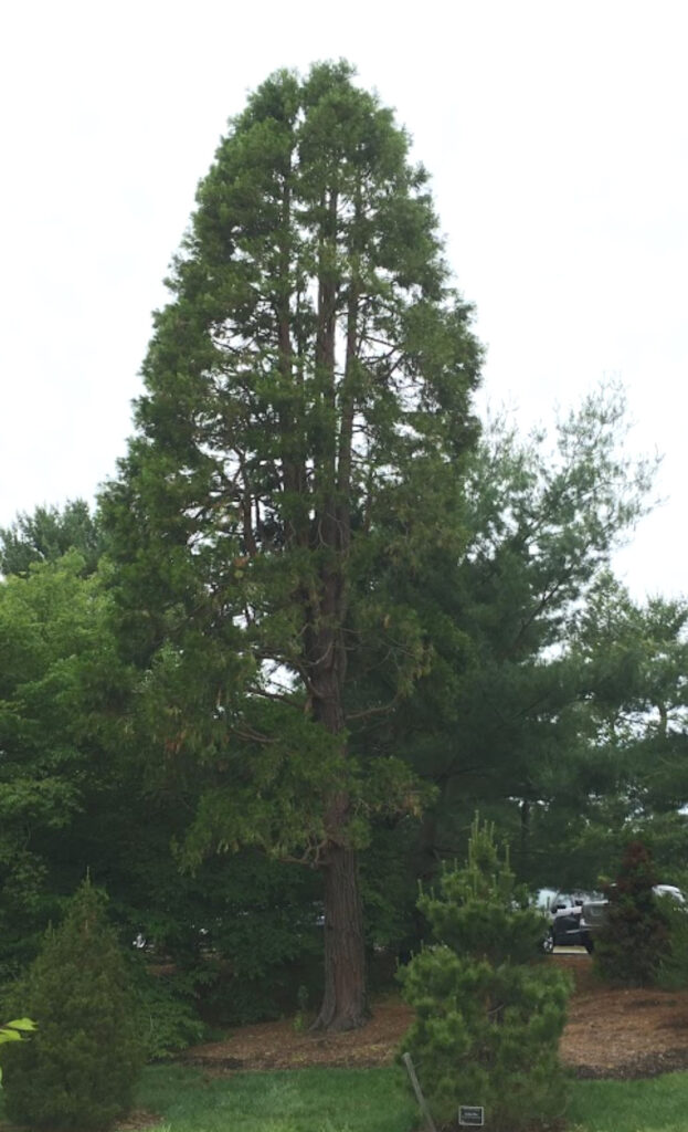 Incense Cedar in the Pinetum