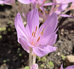 Autumn Crocus