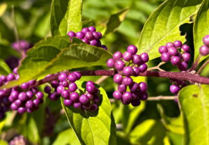 Beautyberry