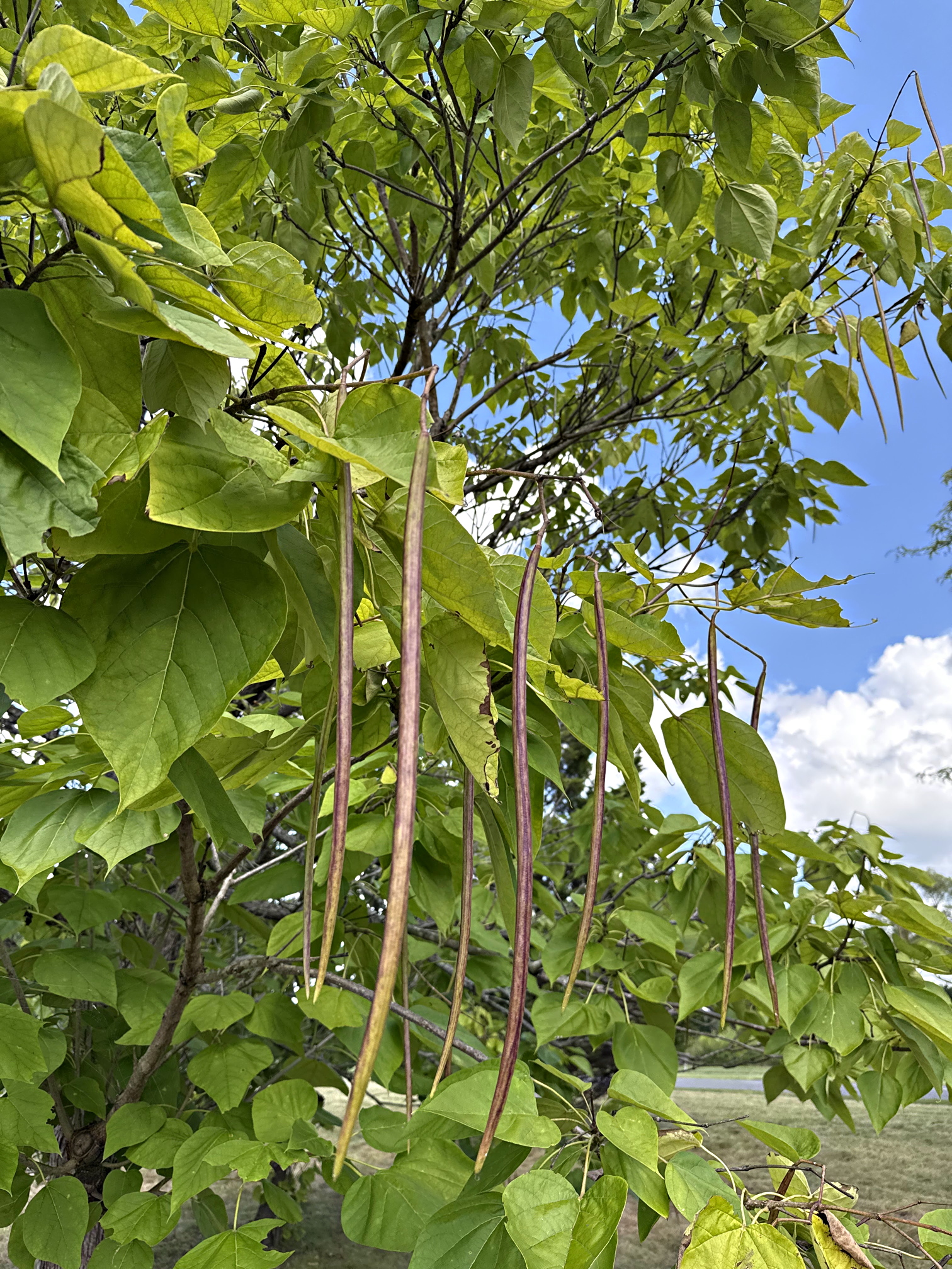 Catalpa seed pods