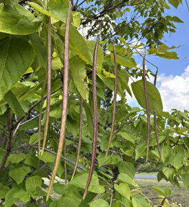 Catalpa seed pods