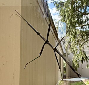 Stickbug