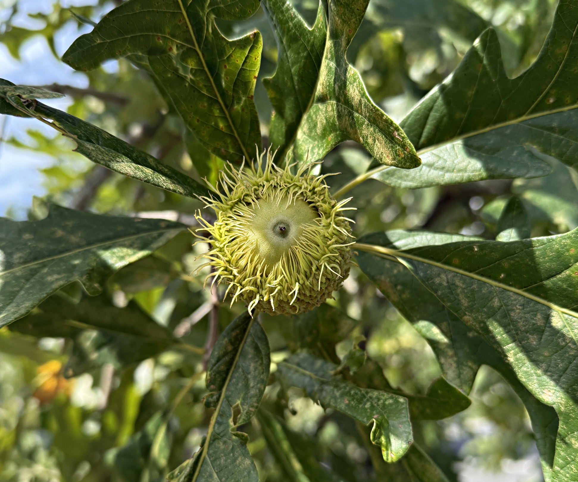 Bur Oak acorn