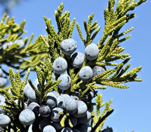 RedCedar Juniper
