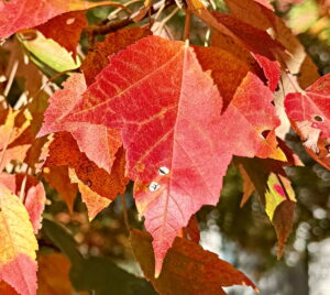 Red Maple 'October Glory'