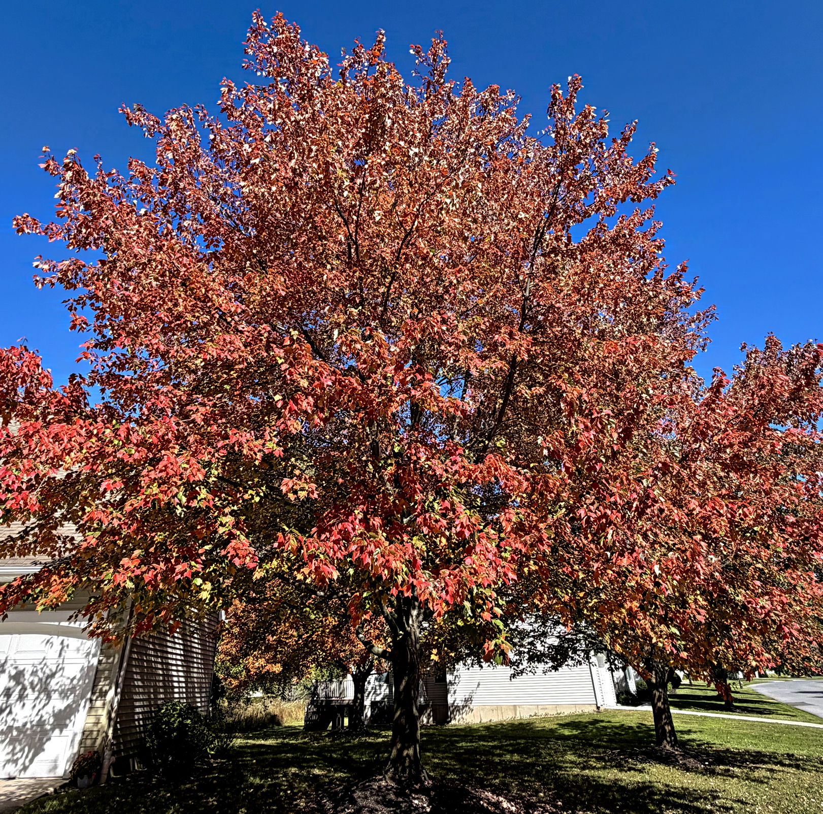 Red Maple 'October Glory'