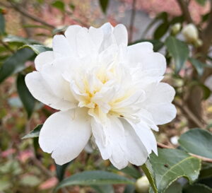 Camellia