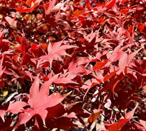 Foliage Colors - Maple