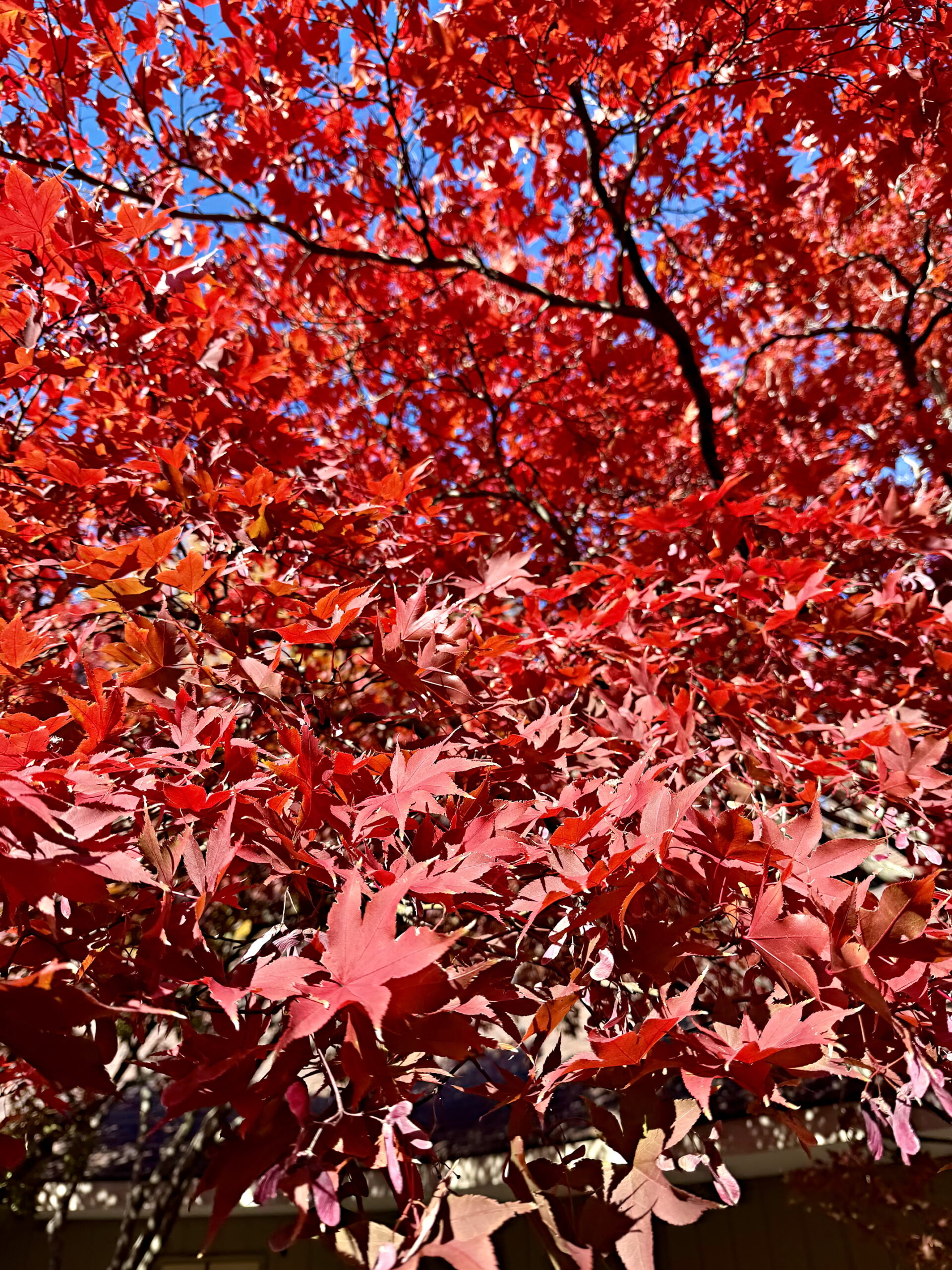 Foliage Colors - Maple