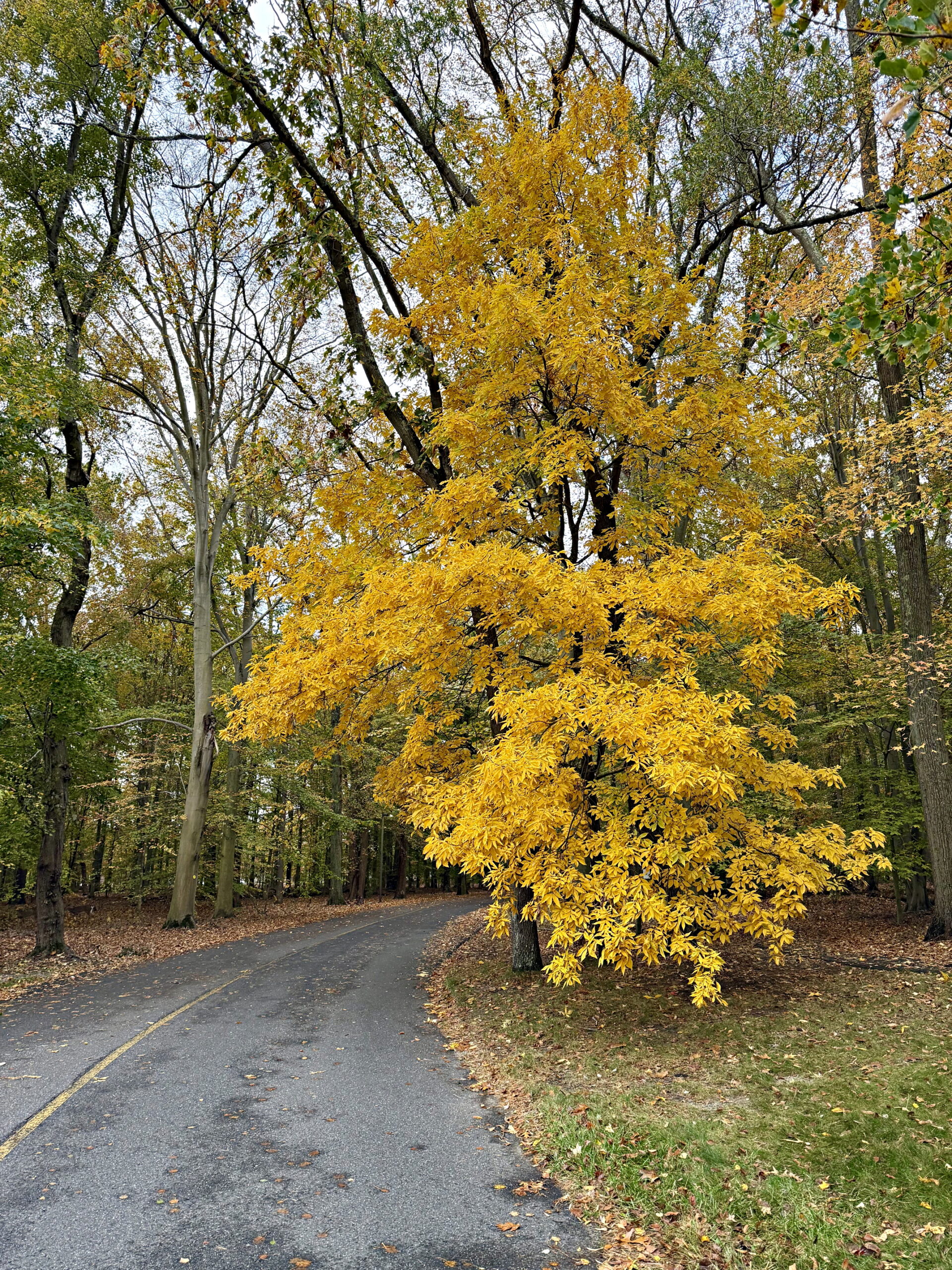 Foliage Colors - Hickory