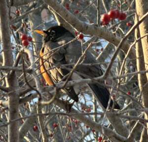 American Robin