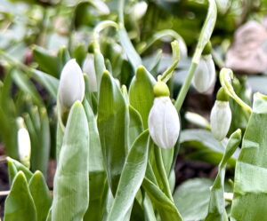 Snowdrops