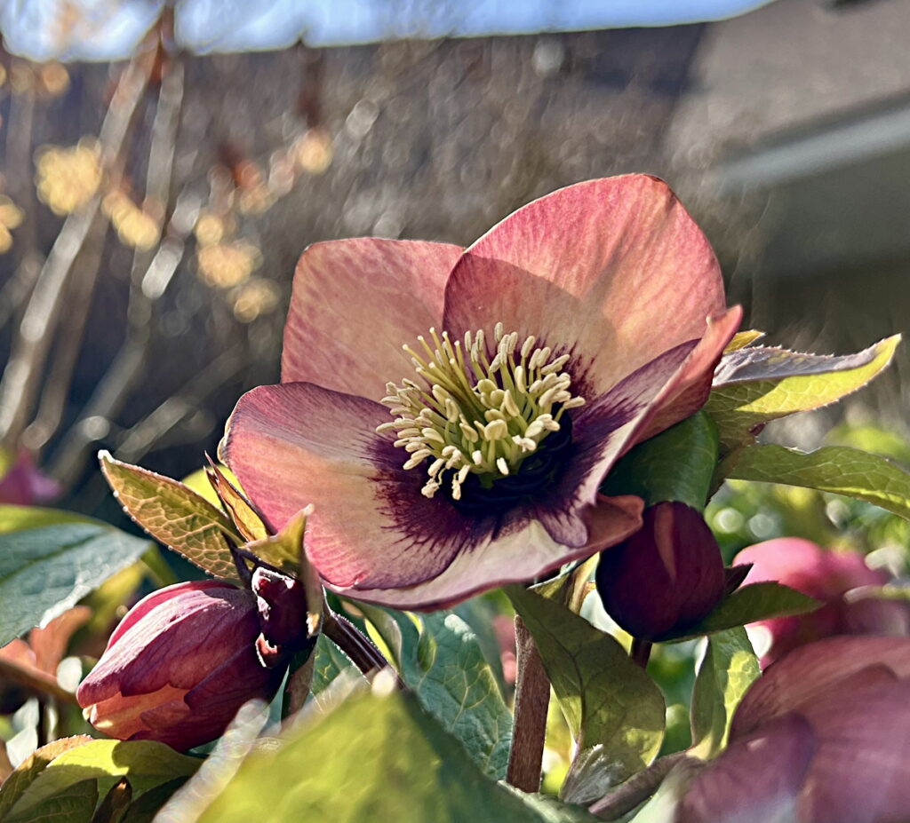 Hellebore