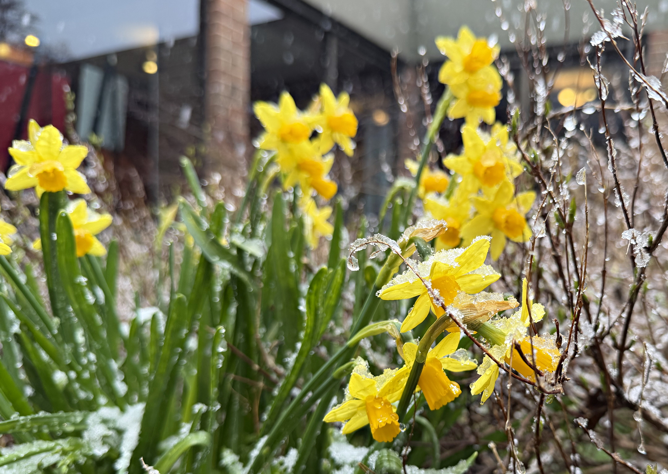 snowy daffodils
