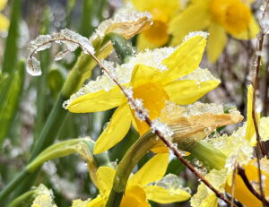 snowy daffodils