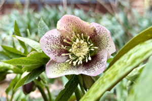 Hellebore