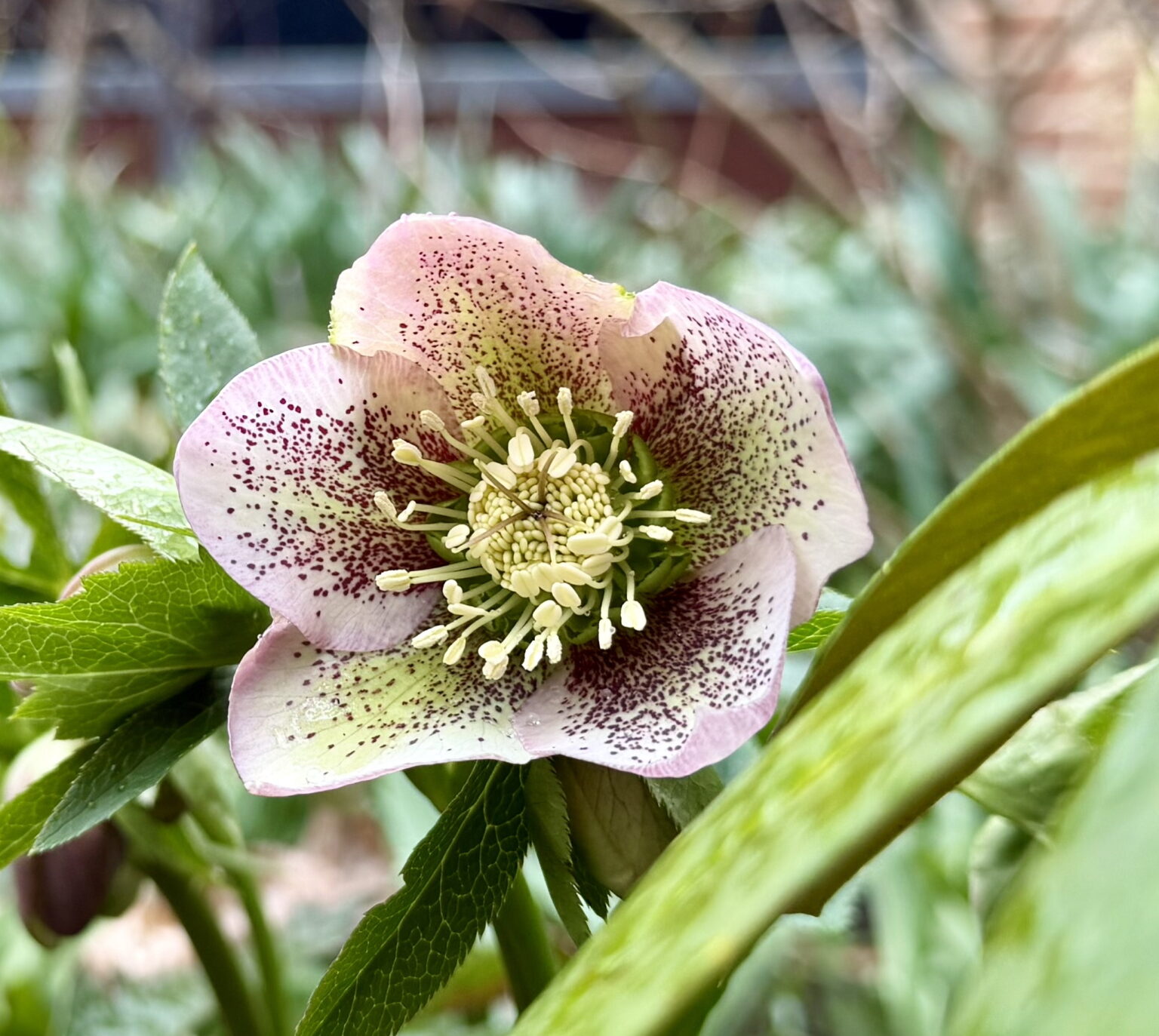 Hellebore