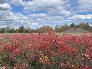 Medford Leas Meadow, Medford campus