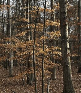 Beech tree holding on to dead leaves