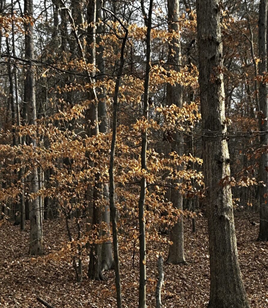 Beech tree holding on to dead leaves