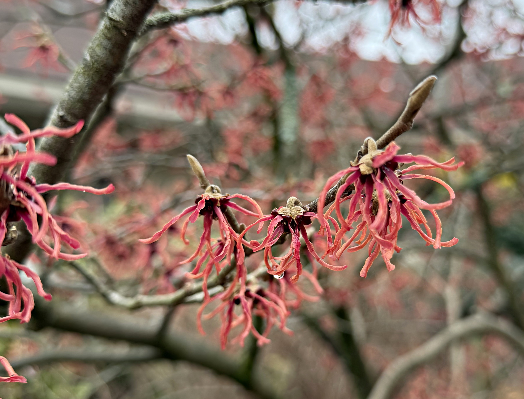 Witch Hazel