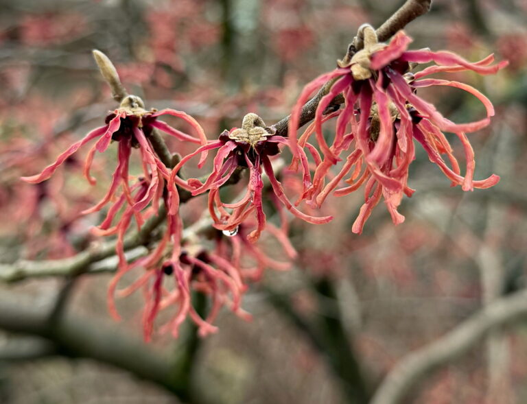 Witch Hazel