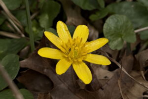 Celandine